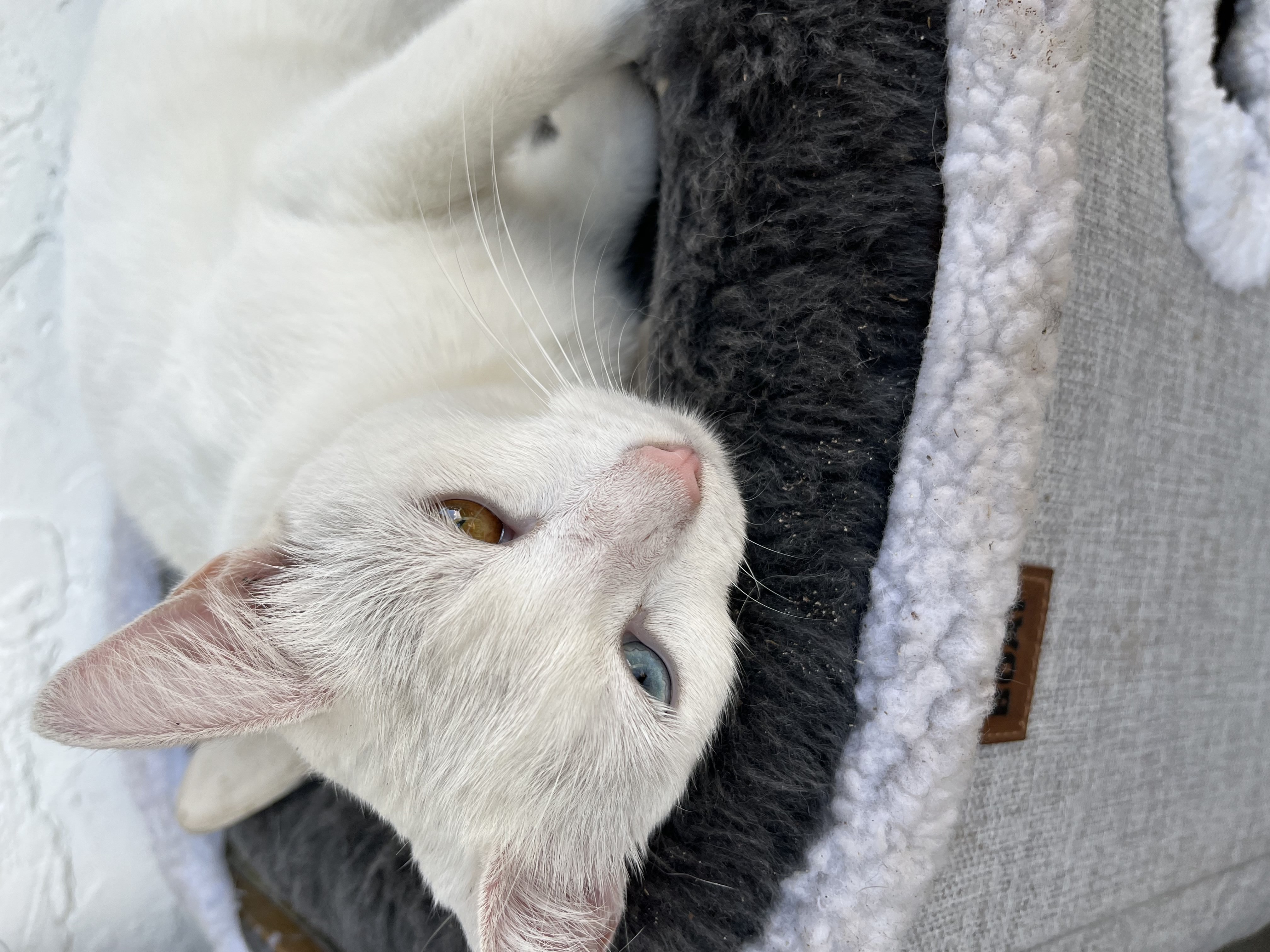 cotton