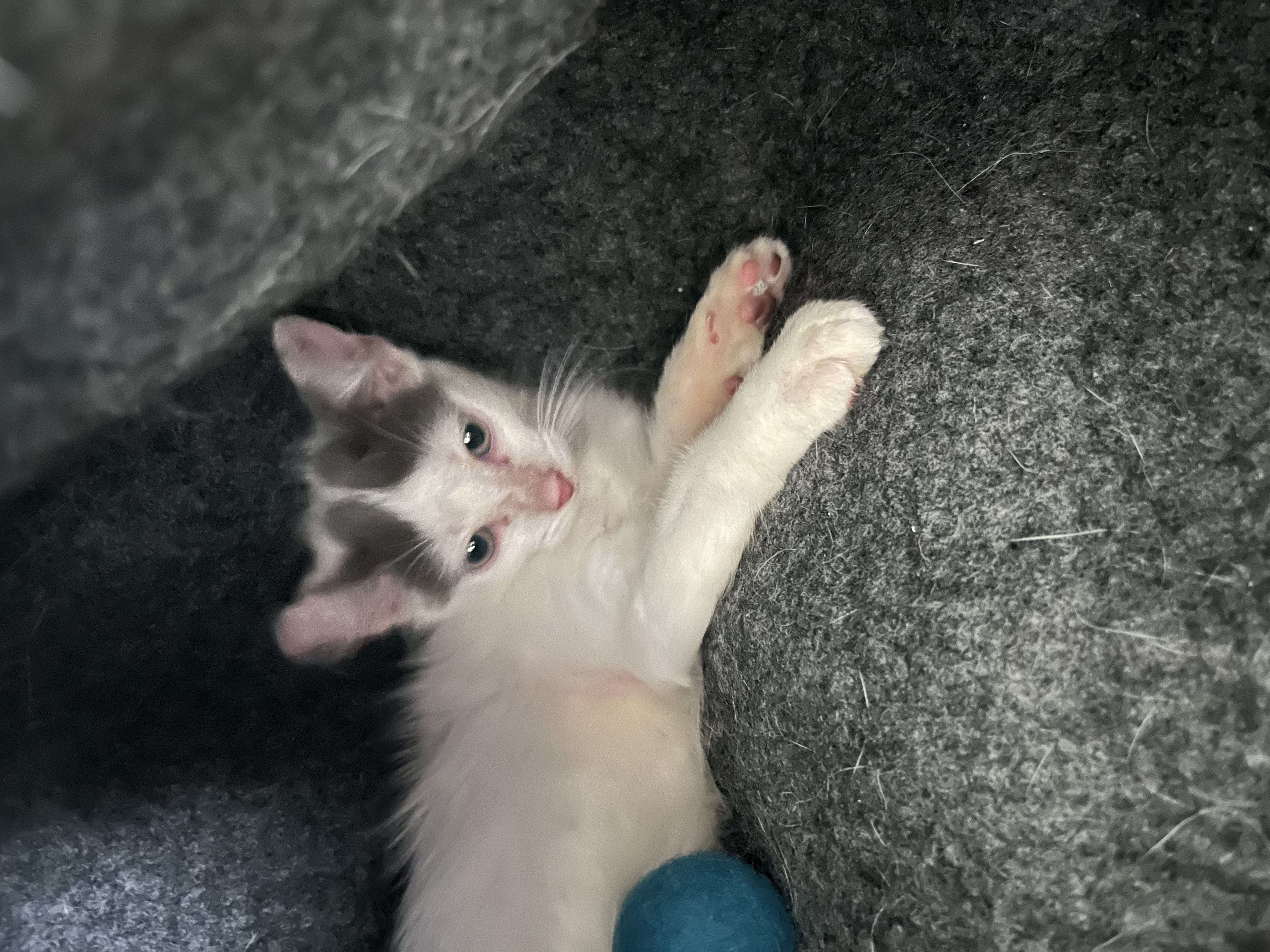 pedro