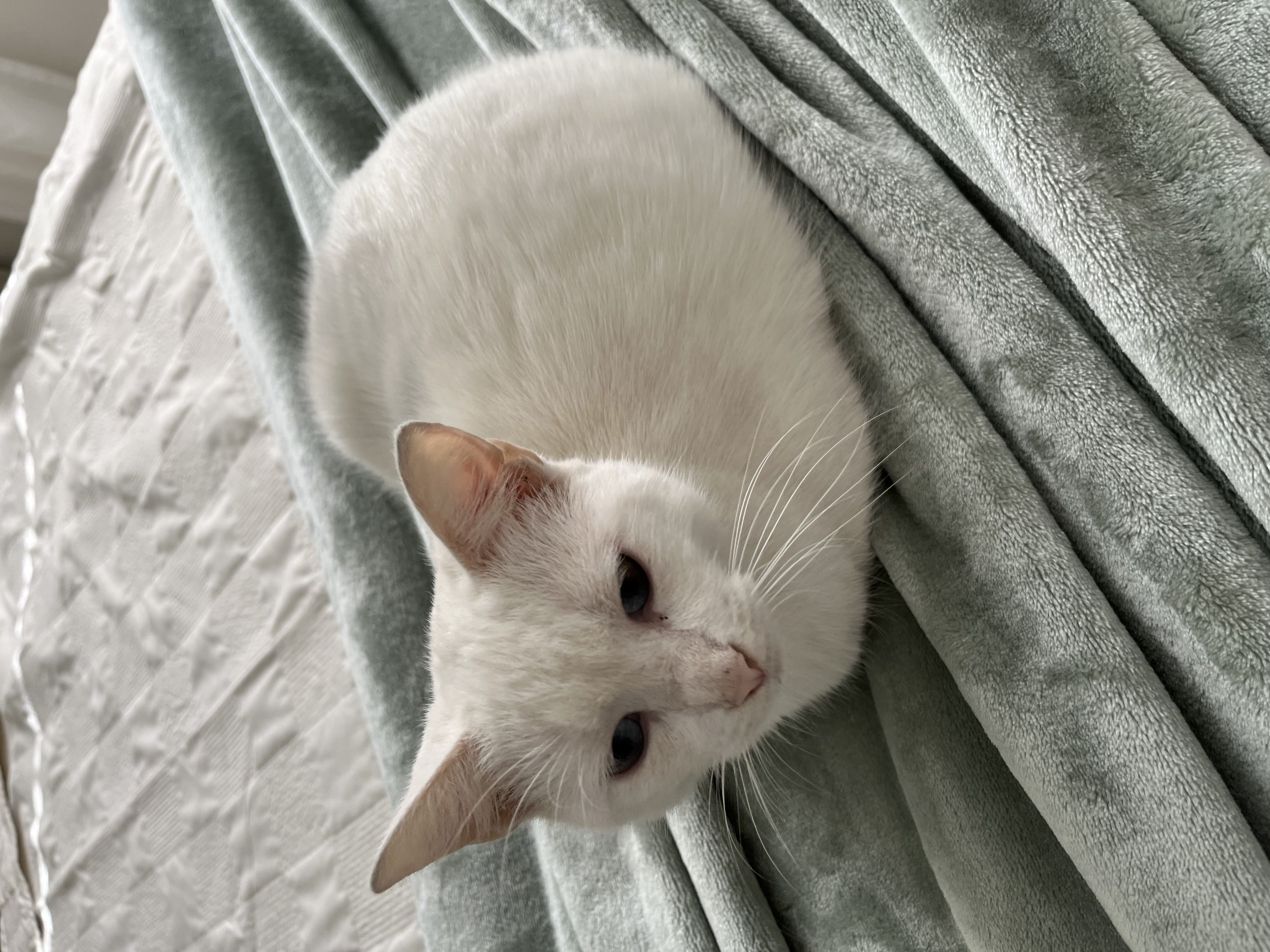 snowy